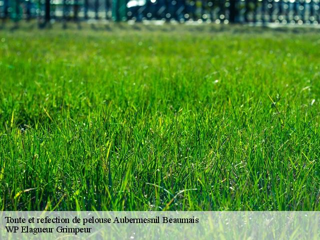 Tonte et refection de pelouse  aubermesnil-beaumais-76550 WP Elagueur Grimpeur